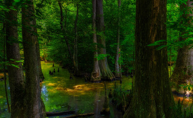 Swamp along the Natchez Trace Parkway in Mississippi