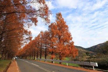 Obraz premium メタセコイヤ並木 