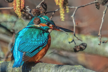 Eisvogel im Sonnenschein