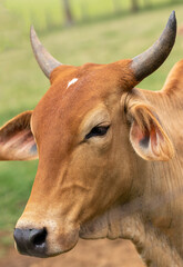 boi com chifres na fazenda