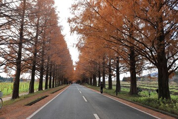 メタセコイヤ並木
