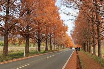 Obraz premium メタセコイヤ並木 