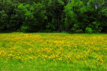 Field of wild black-eyed susans in Mississippi, USA