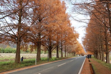 Obraz premium メタセコイヤ並木 