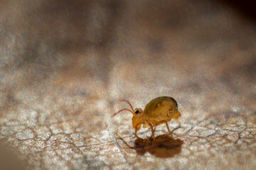 Collemboles sur des feuilles mortes tombées au sol