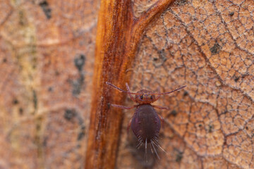 Collemboles sur des feuilles mortes tomb&eacute;es au sol