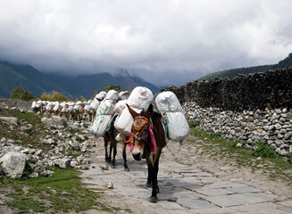 Donkey caravan in Nepal