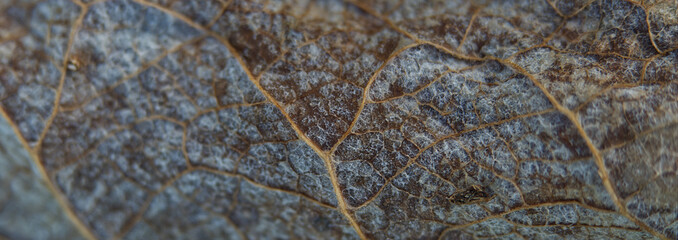 A frozen leaf structure and details topview