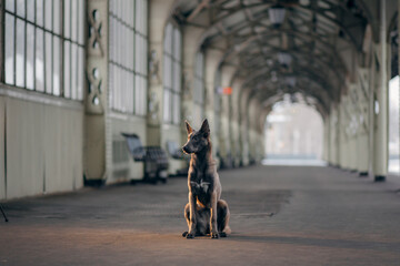 dog at the train station in winter. Belgian shepherd outside