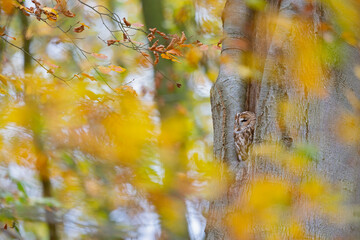 An adult tawny owl resting in a tree hole between the orange leaves of the autumn.