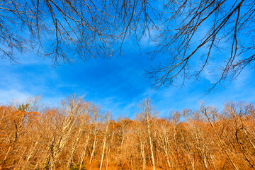 Fototapeta premium Autumn Scenic Drive along The Blue Ridge Parkway in North Carolina