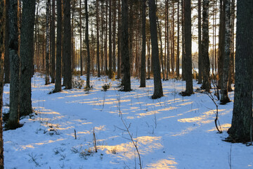 Russia, Karelia.Kostomuksha.Here the sun glints on the snow. December 09, 2020.