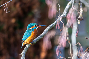 Kingfisher bird, alcedo atthis, perched on a winter branch