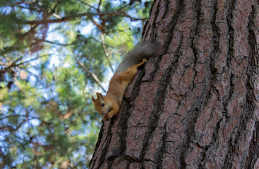 Squirrel eating a nut on a tree, close-up