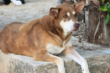 australian shepherd dog