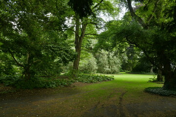 Fototapeta na wymiar Chemin ombragé le long des arbres majestueux de l'arboretum de Kalmthout au nord d'Anvers