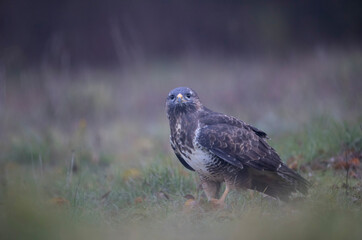 Buse variable Buteo buteo au sol