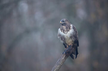 Buse variable Buteo buteo au sol