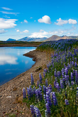 Iceland Lupinen Blumen Island Snæfellsnes Halbinsel Mittsommer Sonnenschein Tümpel Teich Seen Blumenmeer Vulkan Gletscher schneebedeckt Nationalpark Naturschutzgebiet Westküste
