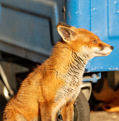 Urban Red Fox, Deptford, London 