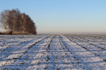 landscape with snow-covered field and birch grove
