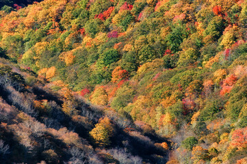 Autumn Scenic Drive along The Blue Ridge Parkway in North Carolina
