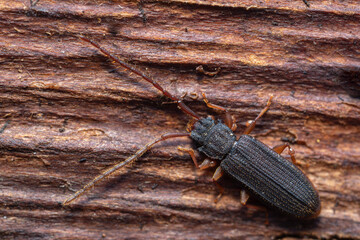 Silvanidae Uleiota planta sous écorce