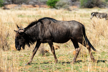 Gnou à queue noire, Connochaetes taurinus, Parc national Kruger, Afrique du Sud