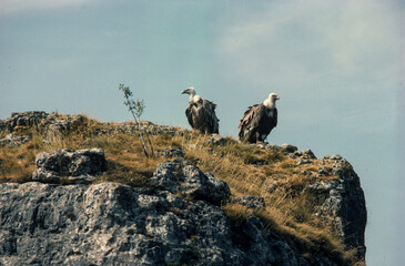 Vautour fauve,.Gyps fulvus, Griffon Vulture