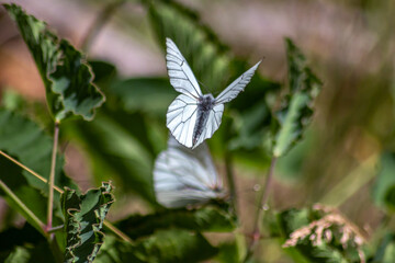 Papillon Gazé en été dans les prairies alpines 