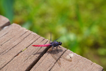 a large dragonfly sits on wooden planks