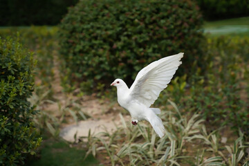 White pigeon flying in the Park    