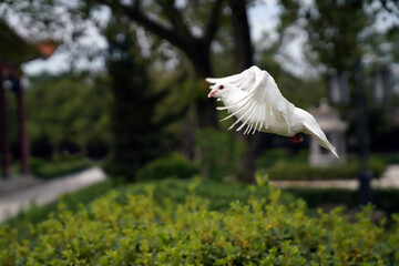 White pigeon flying in the Park    