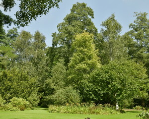 Variété incroyable de plantes et d'arbres à l'arboretum de Kalmthout au nord d'Anvers