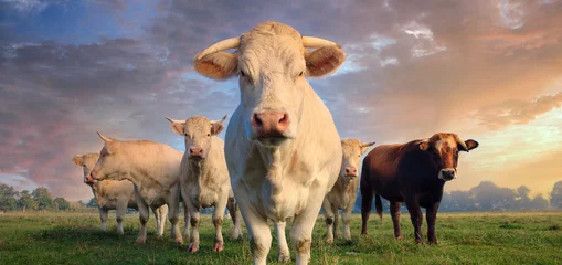 Poster Im Rahmen Herde junger weißer Kühe auf der grünen Wiese © Frédéric Prochasson