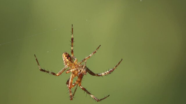 Wolf spider hangs on web on green background, slowly wiggles its paws. View macro spider on wildlife