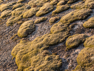 Hedwig's fringeleaf moss on rock