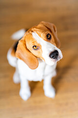 Beagle pupy sitting onf the foor and looking up. Dog background.