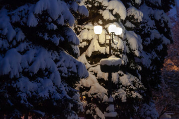 Street lamp illuminates snow-covered fir trees