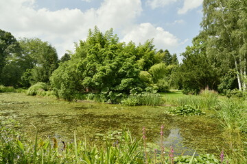 L'étang biologique au milieu de la végétation luxuriante de l'arboretum de Kalmthout au nord d'Anvers