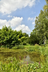 Fototapeta na wymiar L'étang biologique au milieu de la végétation luxuriante de l'arboretum de Kalmthout au nord d'Anvers