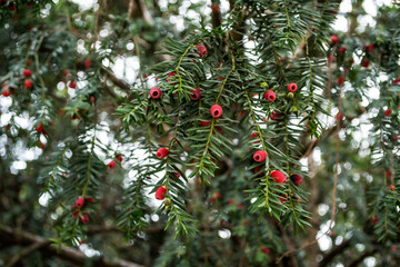 Obraz premium Taxus baccata known as yew, ornamental plant.
