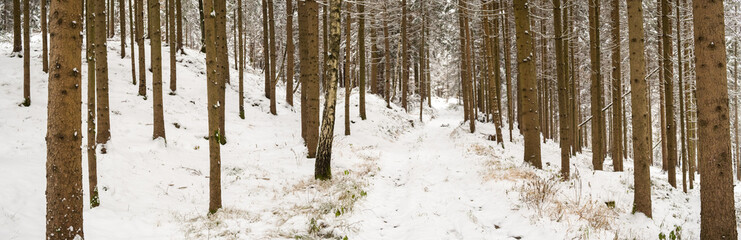 Fototapeta premium Panorama of the winter forest after first winter snow. Season theme