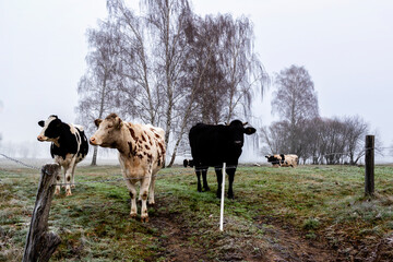 Jesienny krajobraz Doliny Narwi, Podlasie, Polska © podlaski49