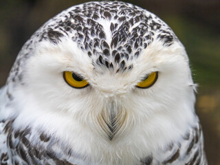 Obraz premium Snowy owl (Bubo scandiacus), also known as polar owl, white owl and Arctic owl. A threatened species native to the Arctic regions