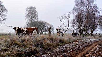 Jesienny krajobraz Doliny Narwi, Podlasie, Polska © podlaski49
