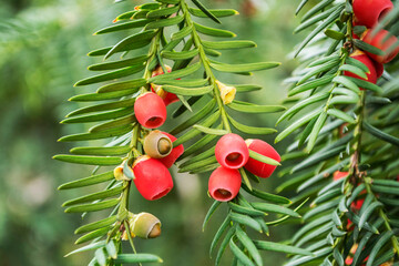 Obraz premium Taxus baccata known as yew, ornamental plant.