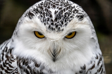 Snowy owl (Bubo scandiacus), also known as polar owl, white owl and Arctic owl. A threatened...