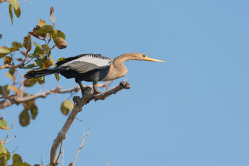 BIGUATINGA - Anhinga anhinga, fêmea