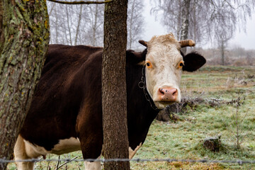 Jesienny krajobraz Doliny Narwi, Podlasie, Polska © podlaski49